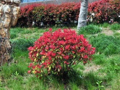 红叶石楠树种植方法和技术 路边常见矮绿化植物