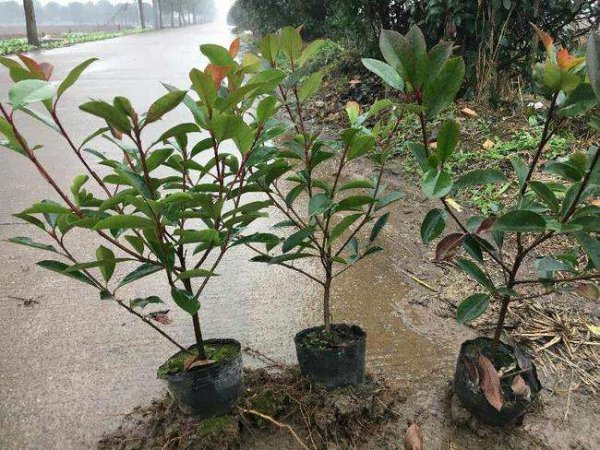 红叶石楠树种植方法和技术