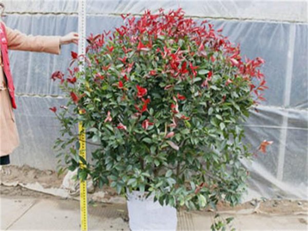 红叶石楠树种植方法和技术
