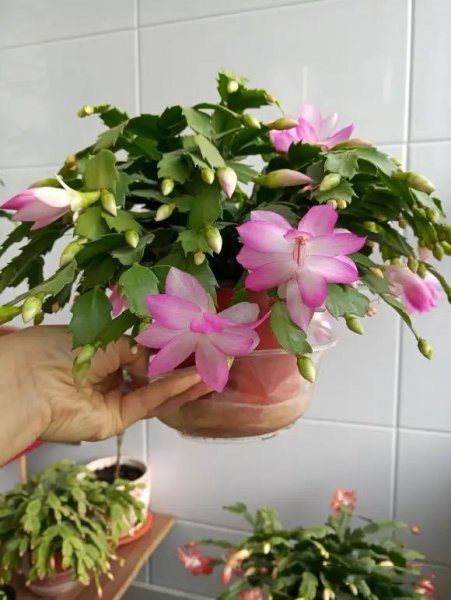 蟹爪兰秋季怎样养护好