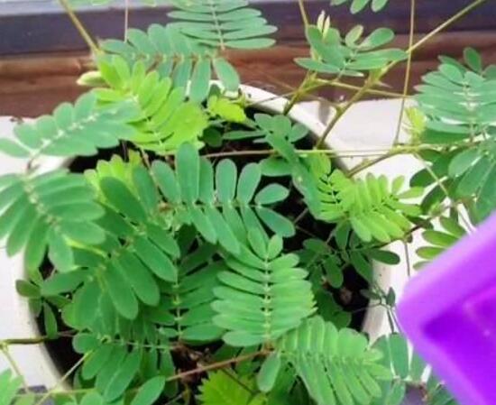 含羞草怎么养殖方法和时间