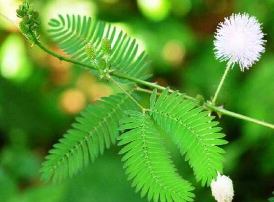 含羞草怎么养殖方法和时间