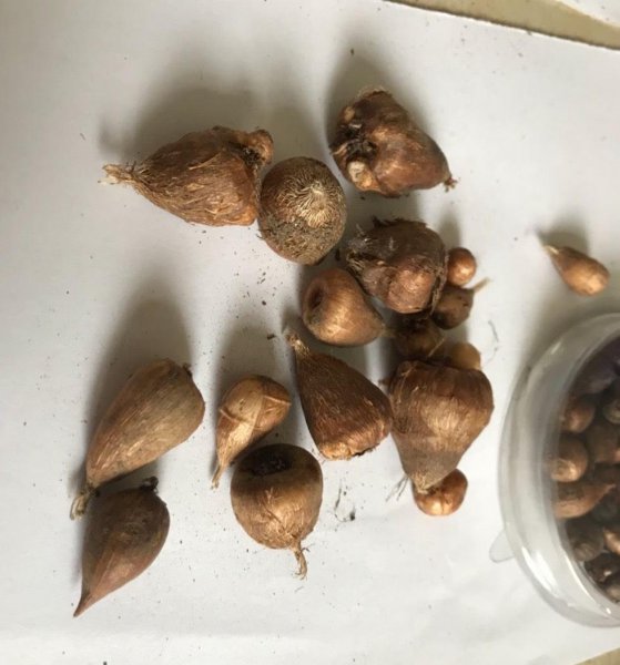 香雪兰几月份种植最好