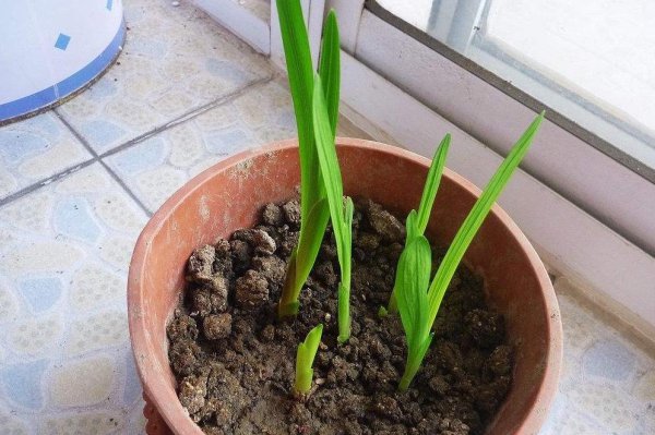 香雪兰几月份种植最好