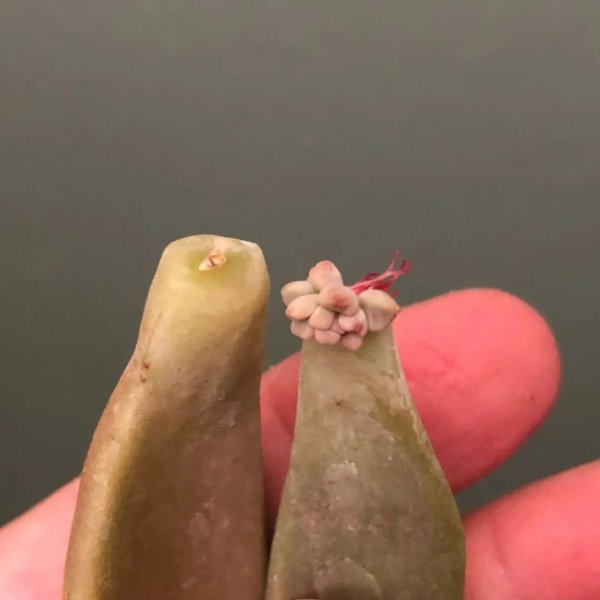 关于多肉植物的知识有哪些