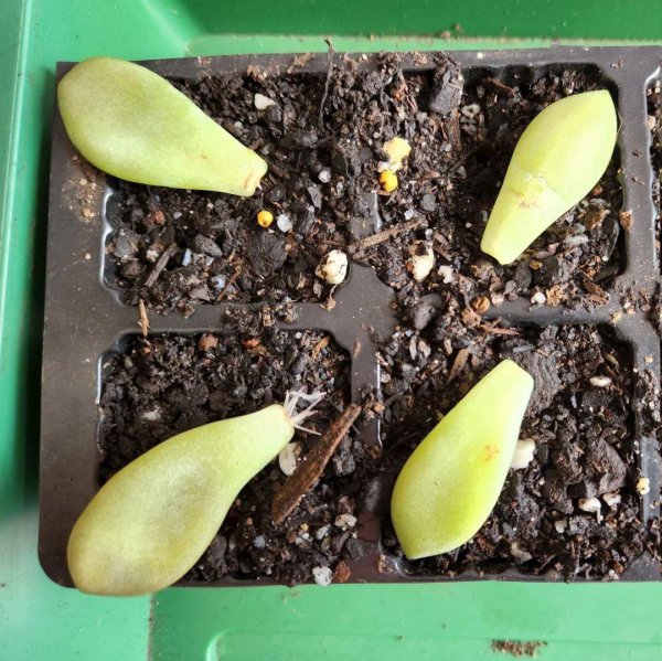 关于多肉植物的知识有哪些
