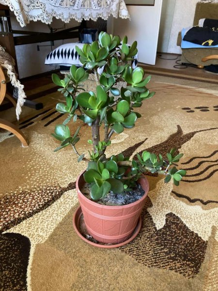 关于多肉植物的知识有哪些