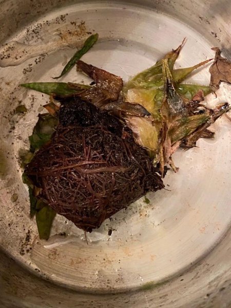 关于多肉植物的知识有哪些
