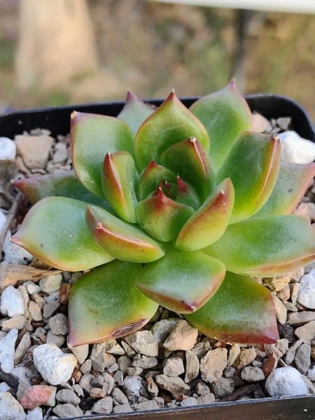 关于多肉植物的知识有哪些