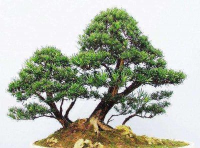 罗汉松怎样养长得快长得茂盛 用罗汉松最好的肥料