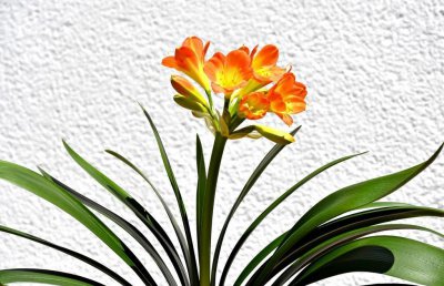 室内哪种植物最好养活 关于室内最容易养活的植物