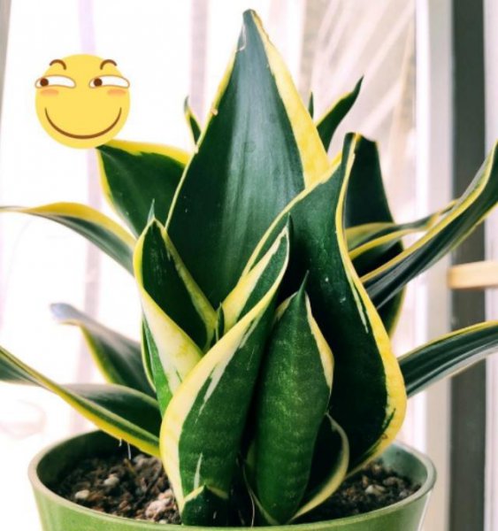 室内哪种植物最好养活