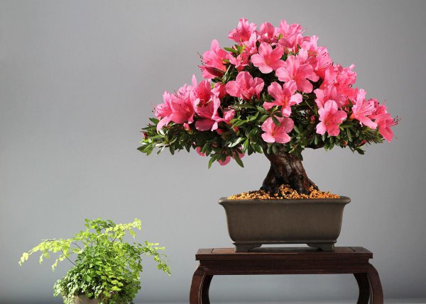 室内哪种植物最好养活
