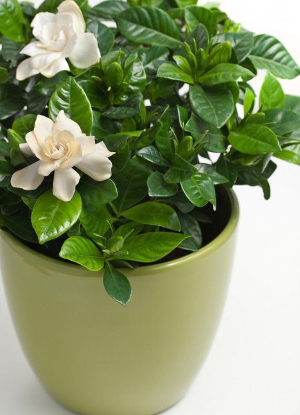 室内哪种植物最好养活