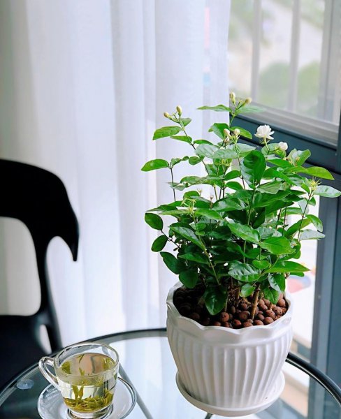 室内哪种植物最好养活