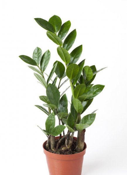 室内哪种植物最好养活