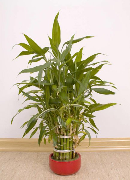 室内哪种植物最好养活