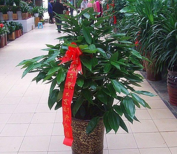室内哪种植物最好养活