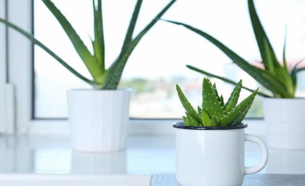 室内哪种植物最好养活
