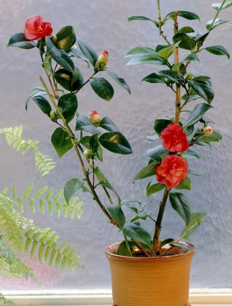 室内哪种植物最好养活