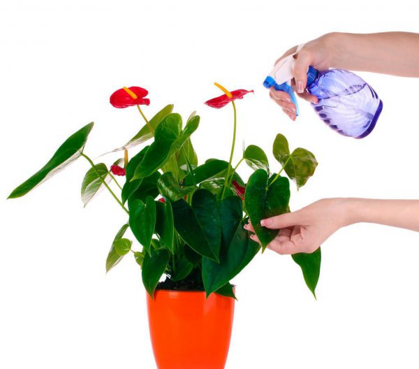 室内哪种植物最好养活