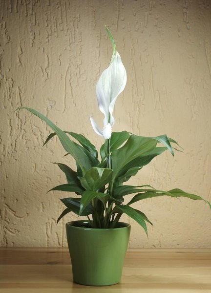 室内哪种植物最好养活