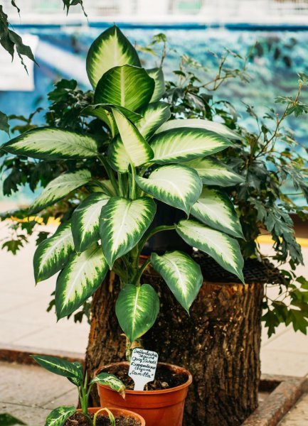 室内哪种植物最好养活