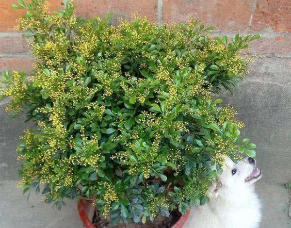 室内哪种植物最好养活