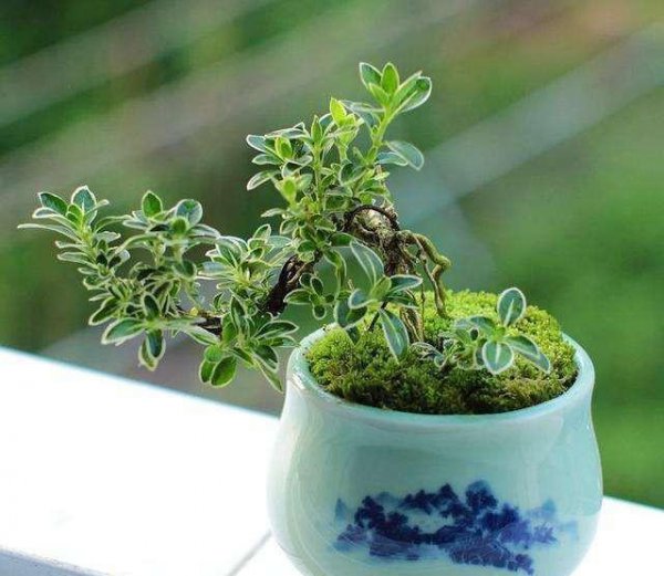室内哪种植物最好养活