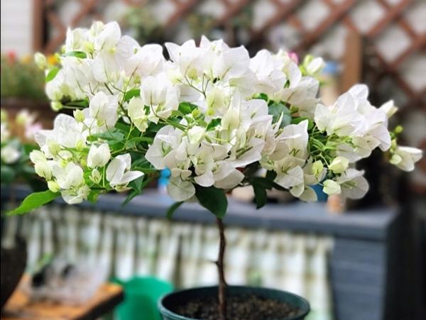 室内哪种植物最好养活