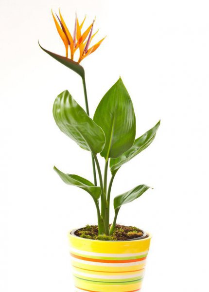 室内哪种植物最好养活