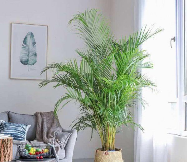 室内哪种植物最好养活