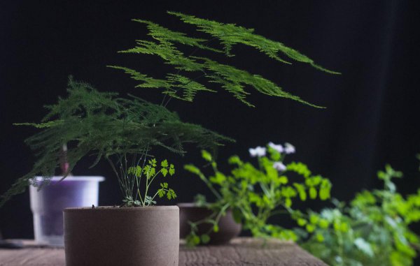 室内哪种植物最好养活