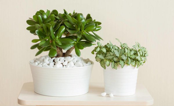 室内哪种植物最好养活