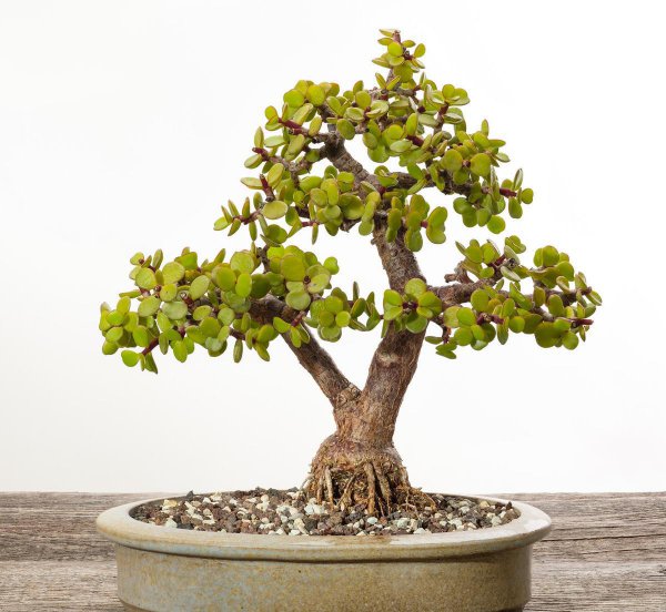 室内哪种植物最好养活