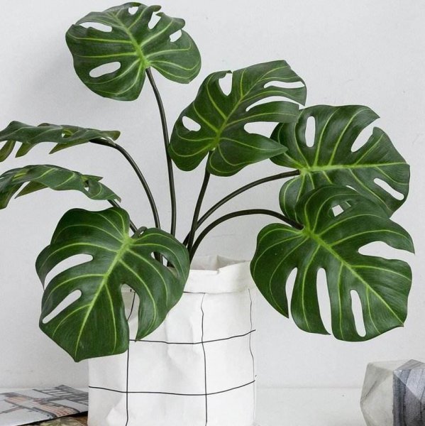 室内哪种植物最好养活