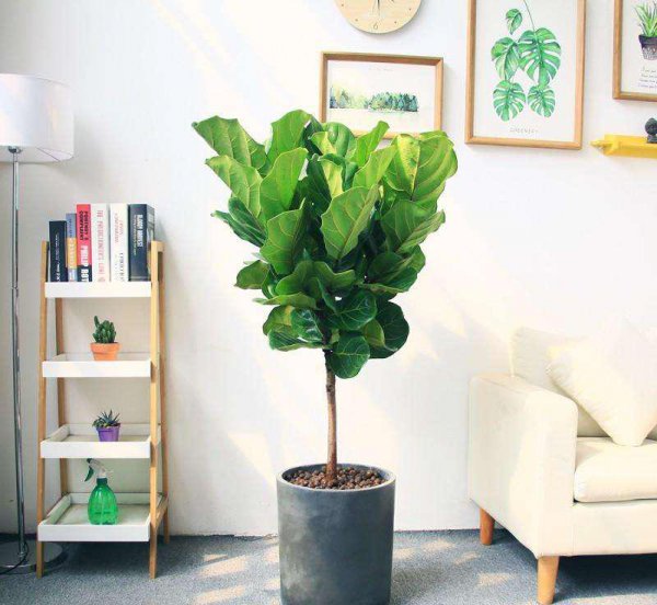 室内哪种植物最好养活