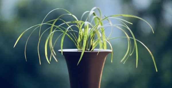 室内哪种植物最好养活