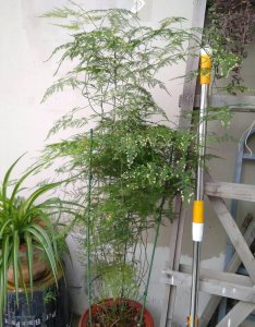 文竹的养殖方法和浇水 最好最旺文竹用的肥料