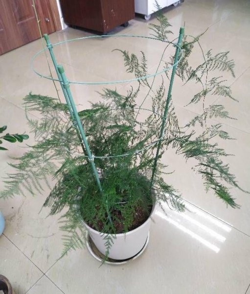 文竹的养殖方法和浇水