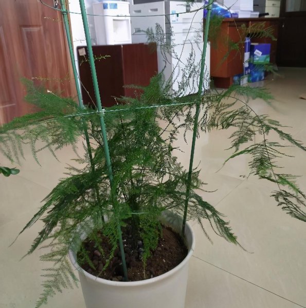 文竹的养殖方法和浇水