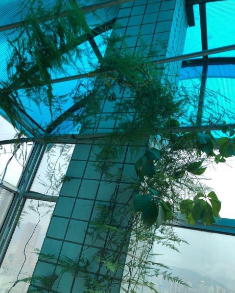 文竹的养殖方法和浇水