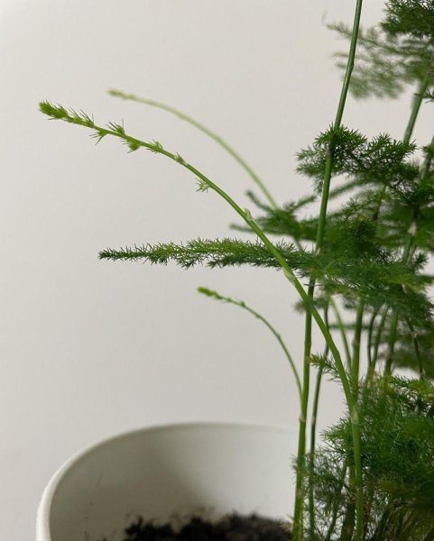 文竹的养殖方法和浇水