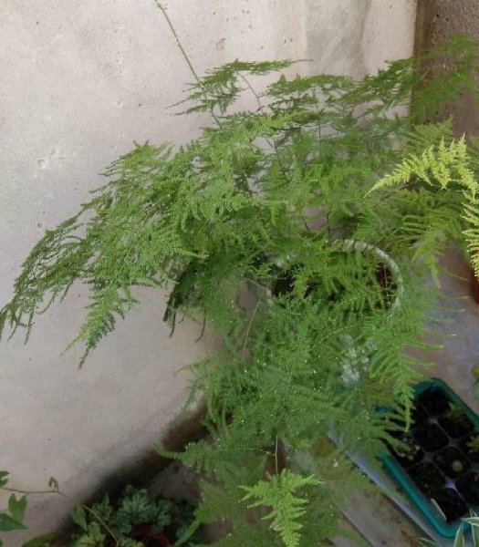 文竹的养殖方法和浇水
