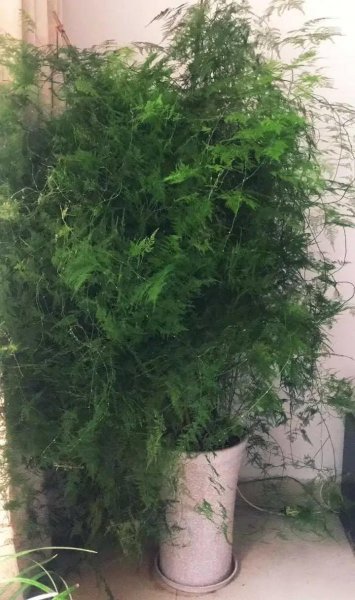 文竹的养殖方法和浇水