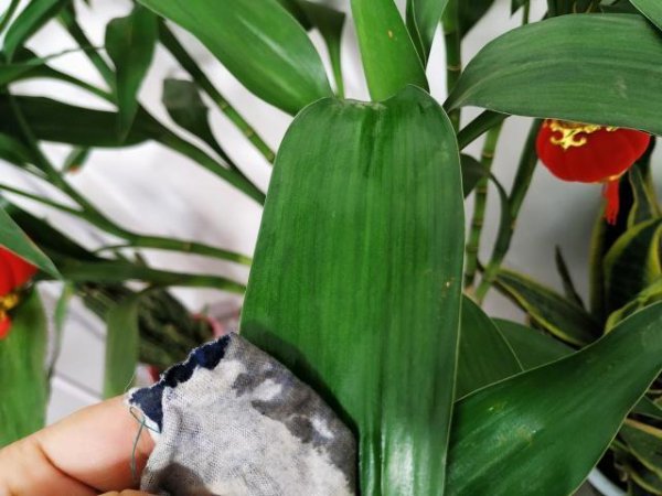 富贵竹怎样养才能旺盛长的快