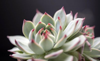 多肉植物种植注意事项有哪些 分享多肉植物养护技巧