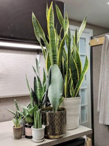 办公室好养的盆栽植物 小盆栽植物品种