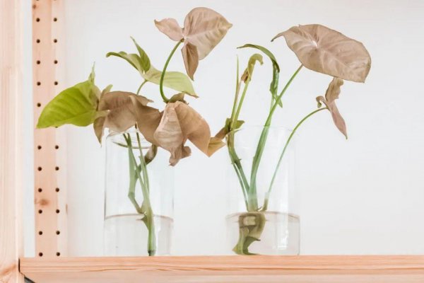 办公室好养的盆栽植物