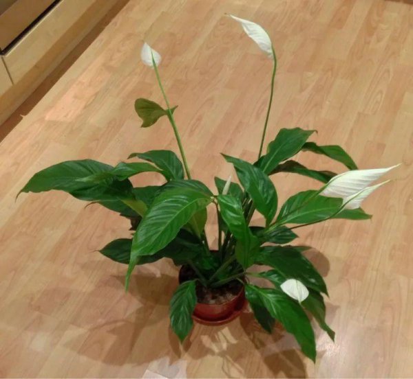 办公室好养的盆栽植物